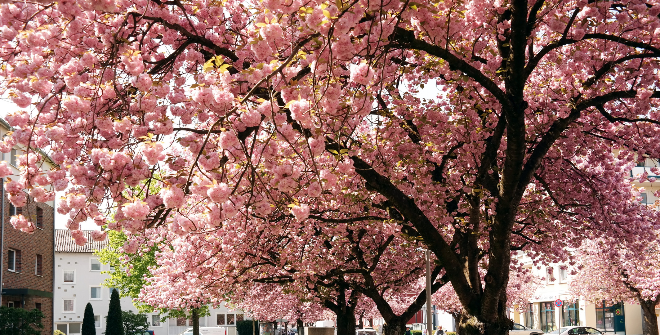 ein Traum in Rosa