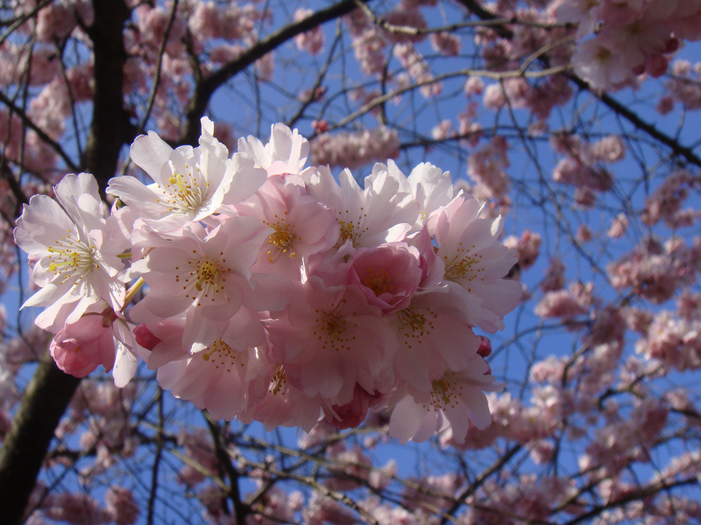 Ein Traum in rosa