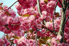 Ein Traum in Rosa - Japanische Nelkenkirschenblüten