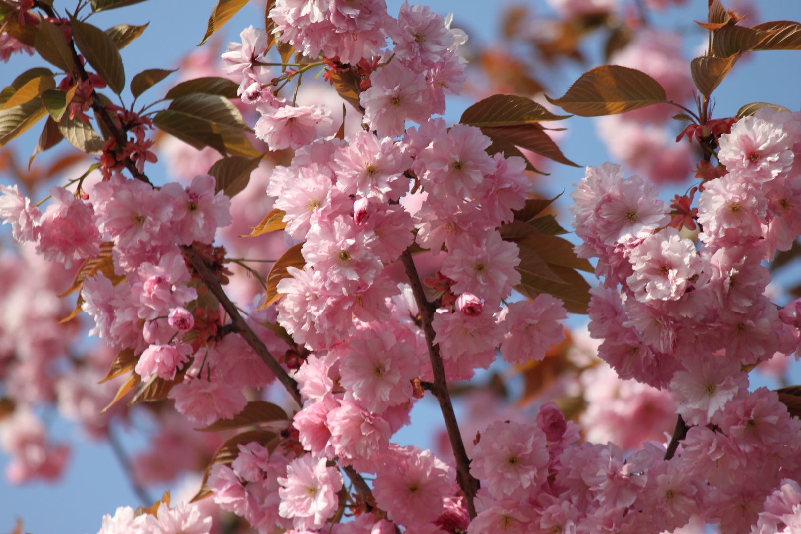 Ein Traum in rosa.... Kirschblüten