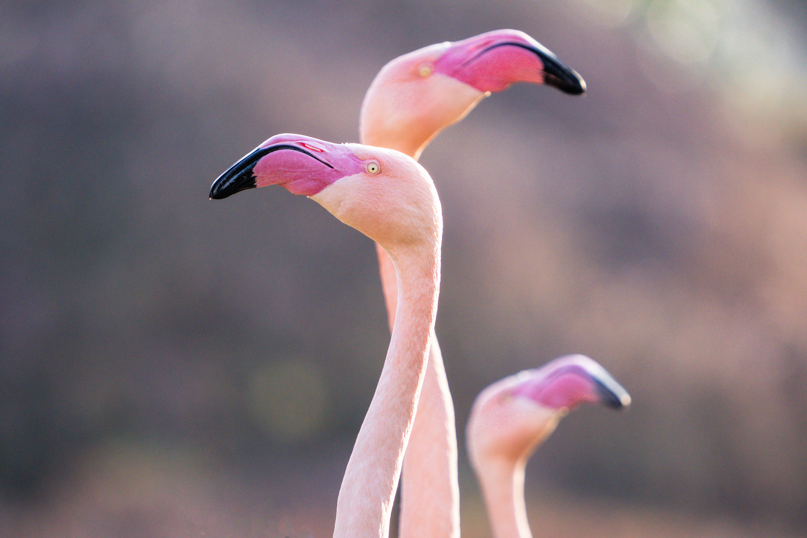 Ein Traum in rosa-pink