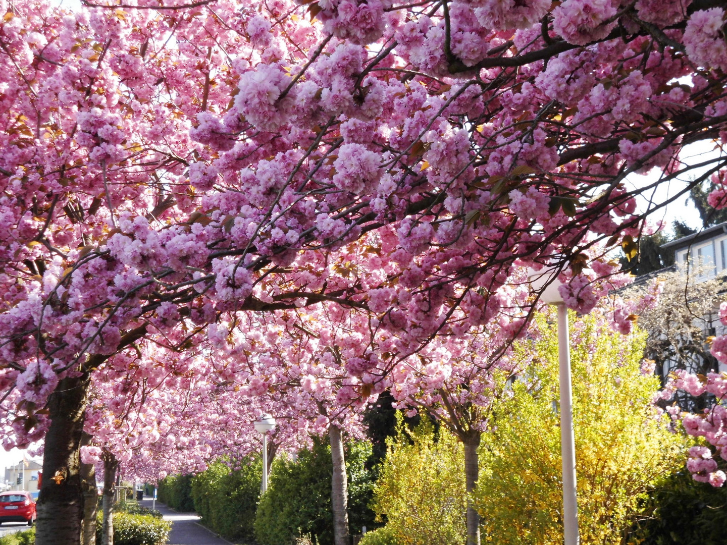 Ein Traum in rosa,...Allee aus japanischen Kirschen in Remagen-Oberwinter