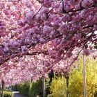 Ein Traum in rosa,...Allee aus japanischen Kirschen in Remagen-Oberwinter