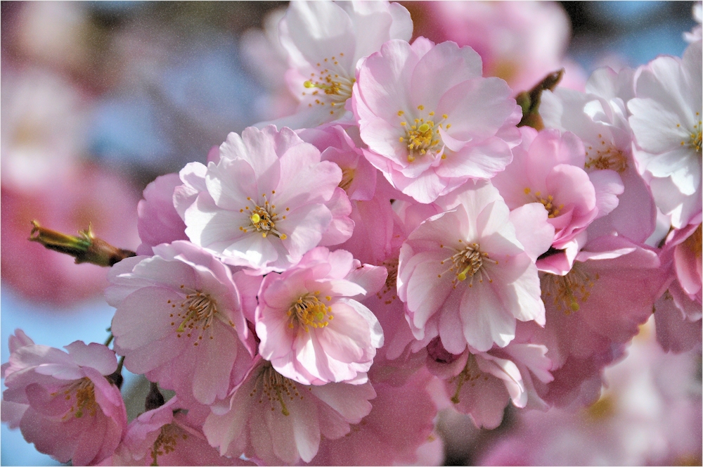 ein Traum in rosè