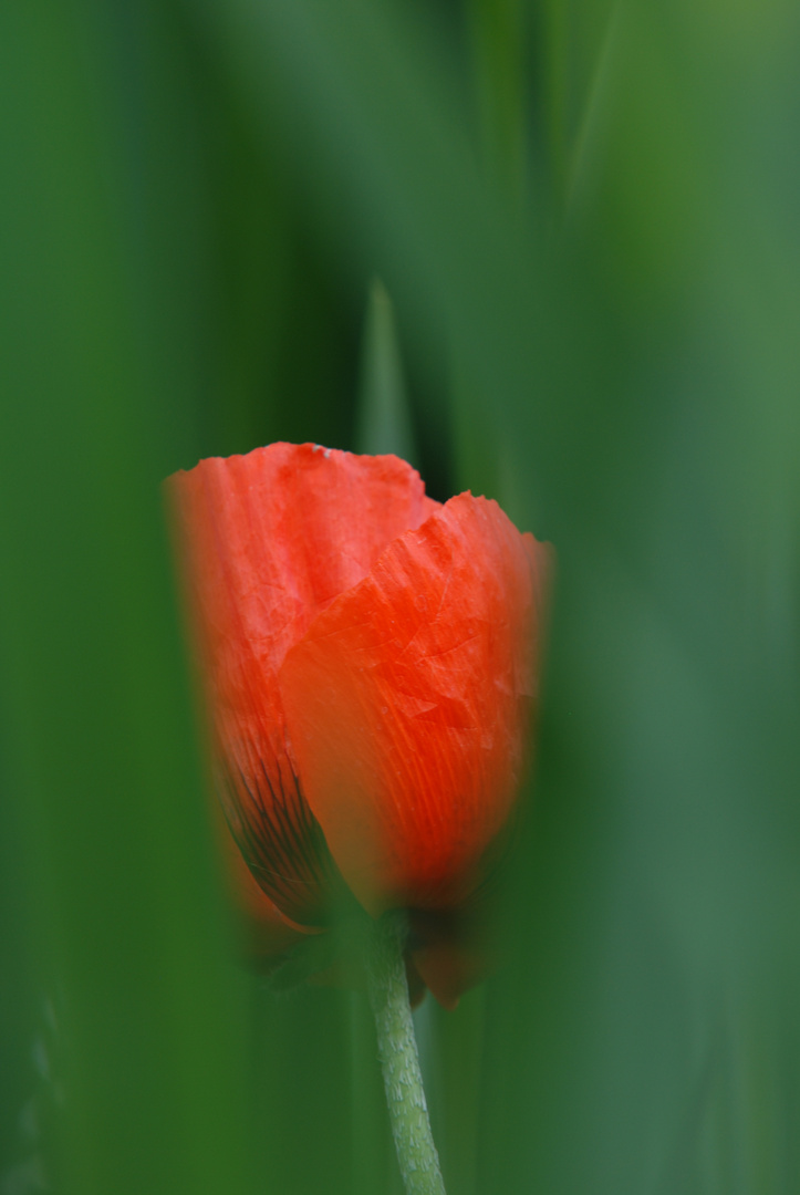 ein Traum in rot-grün