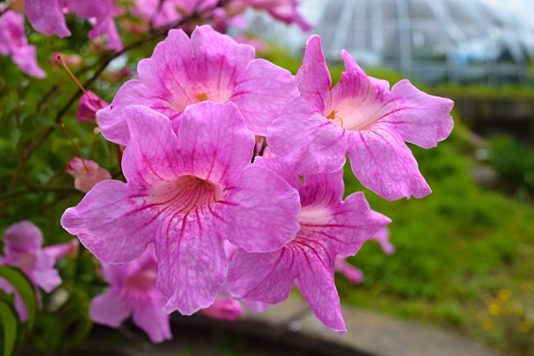 Ein Traum in Violet/Pink