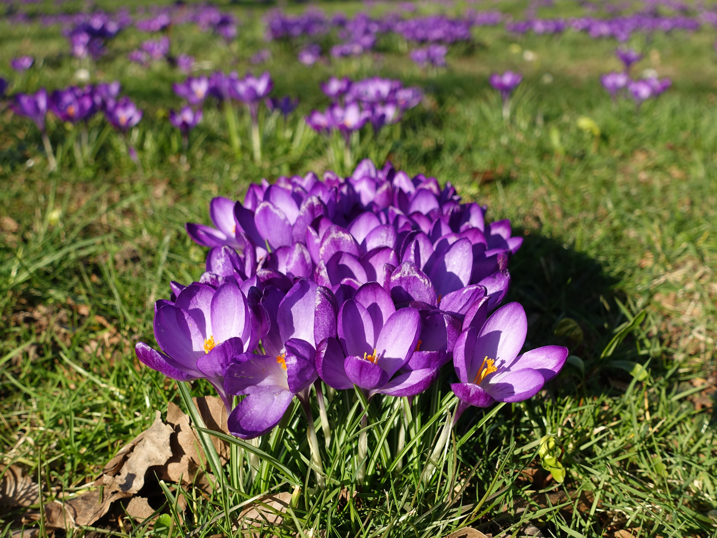 Ein Traum in violett