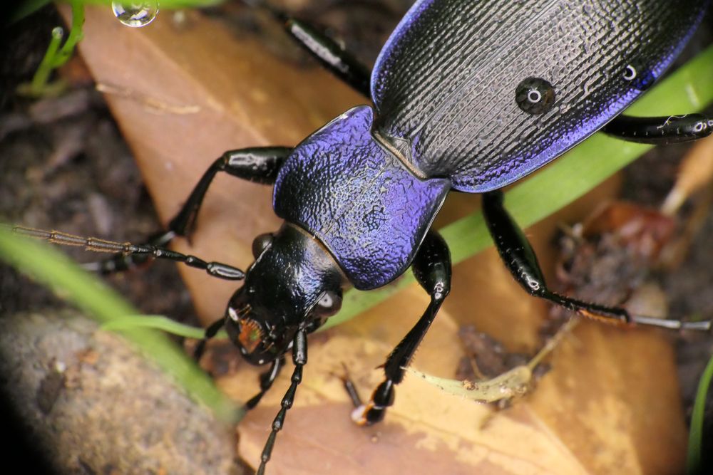 Ein Traum in violett