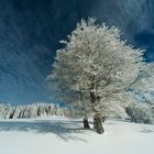 Ein Traum in weiß- Der Schwarzwald