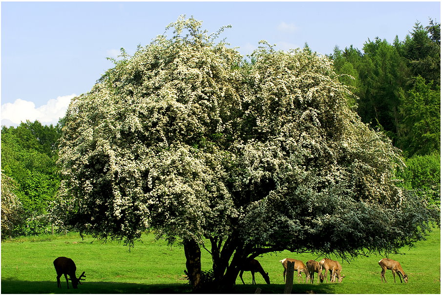 Ein Traum in weiss