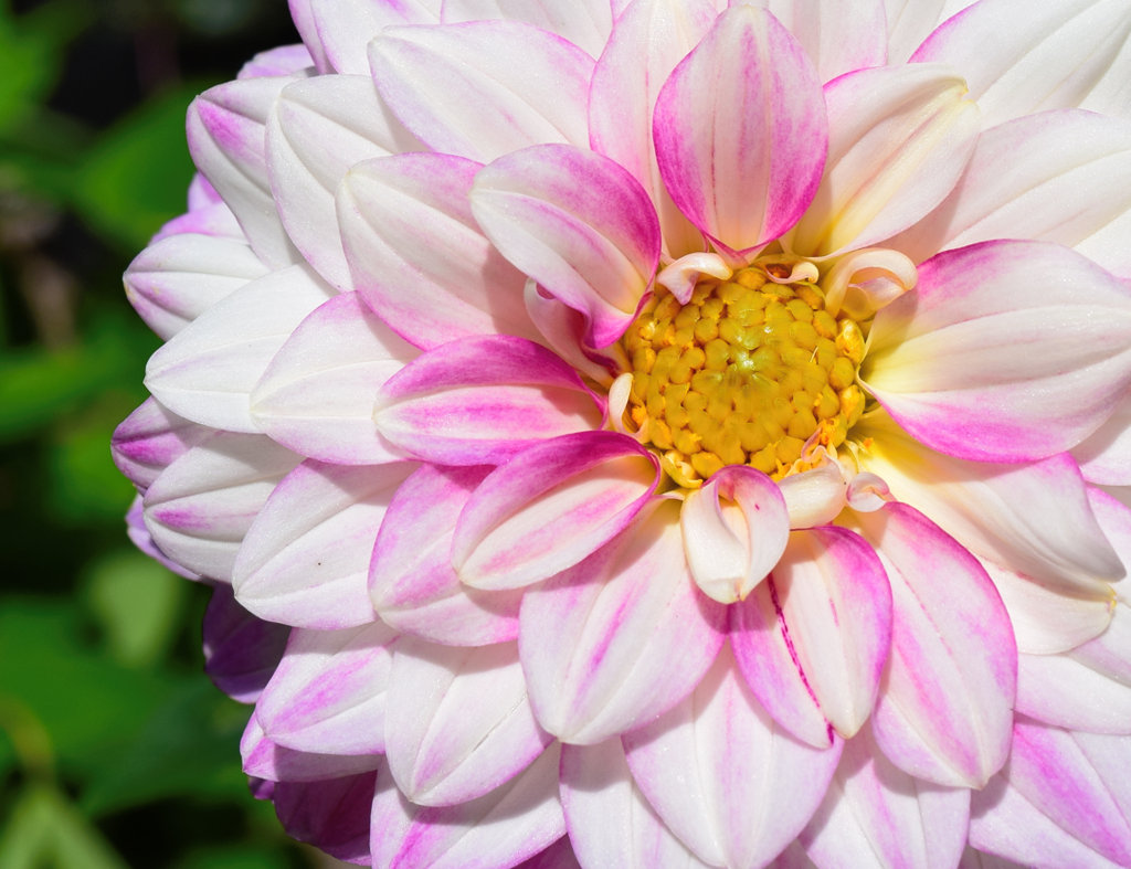 Ein Traum in weiß und pink