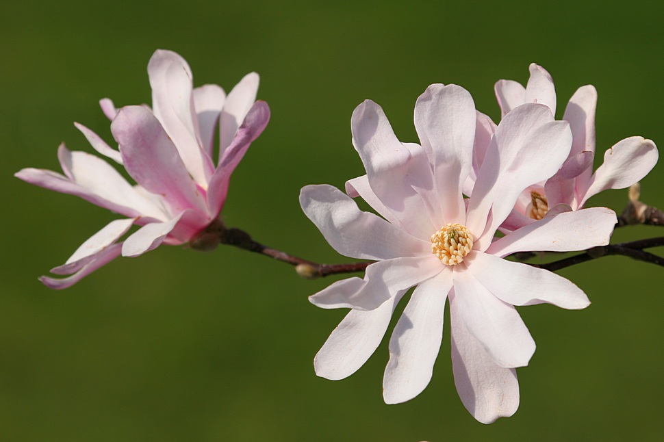 Ein Traum in zart rosa