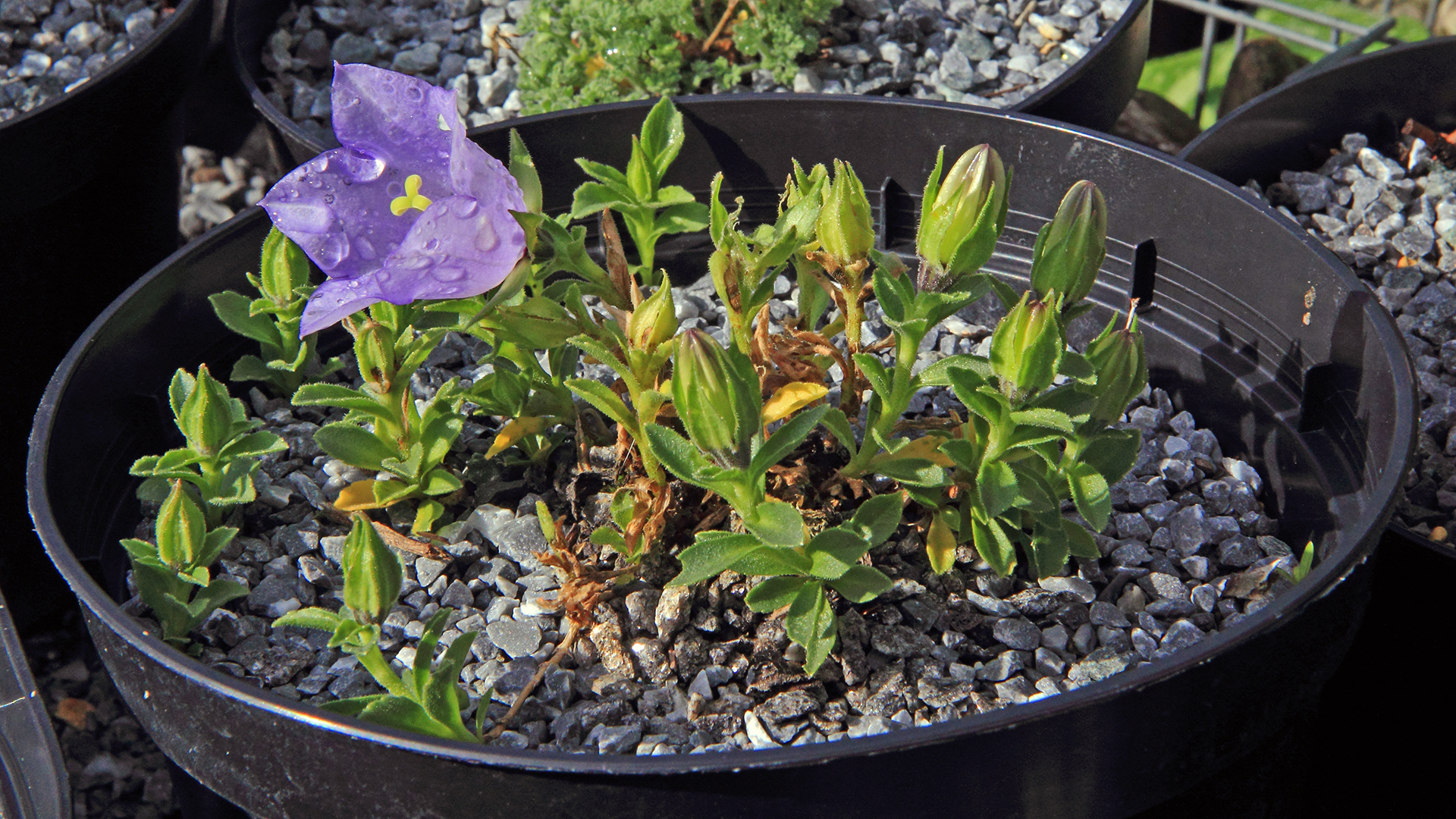 Ein Traum mit 15 weiteren Blüten im Ansatz bei Campanule raineri....