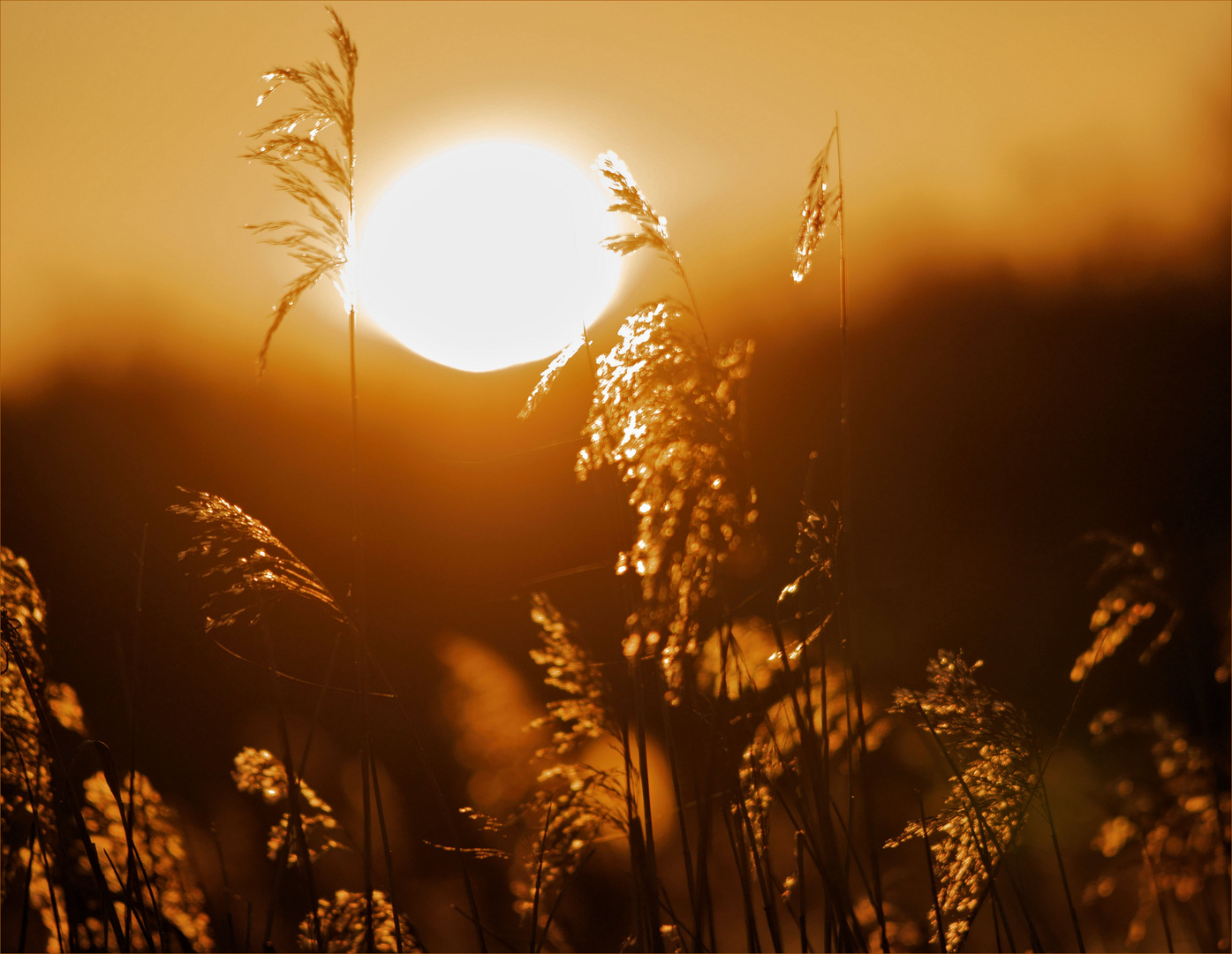 Ein Traum     ( Sonnenuntergang)