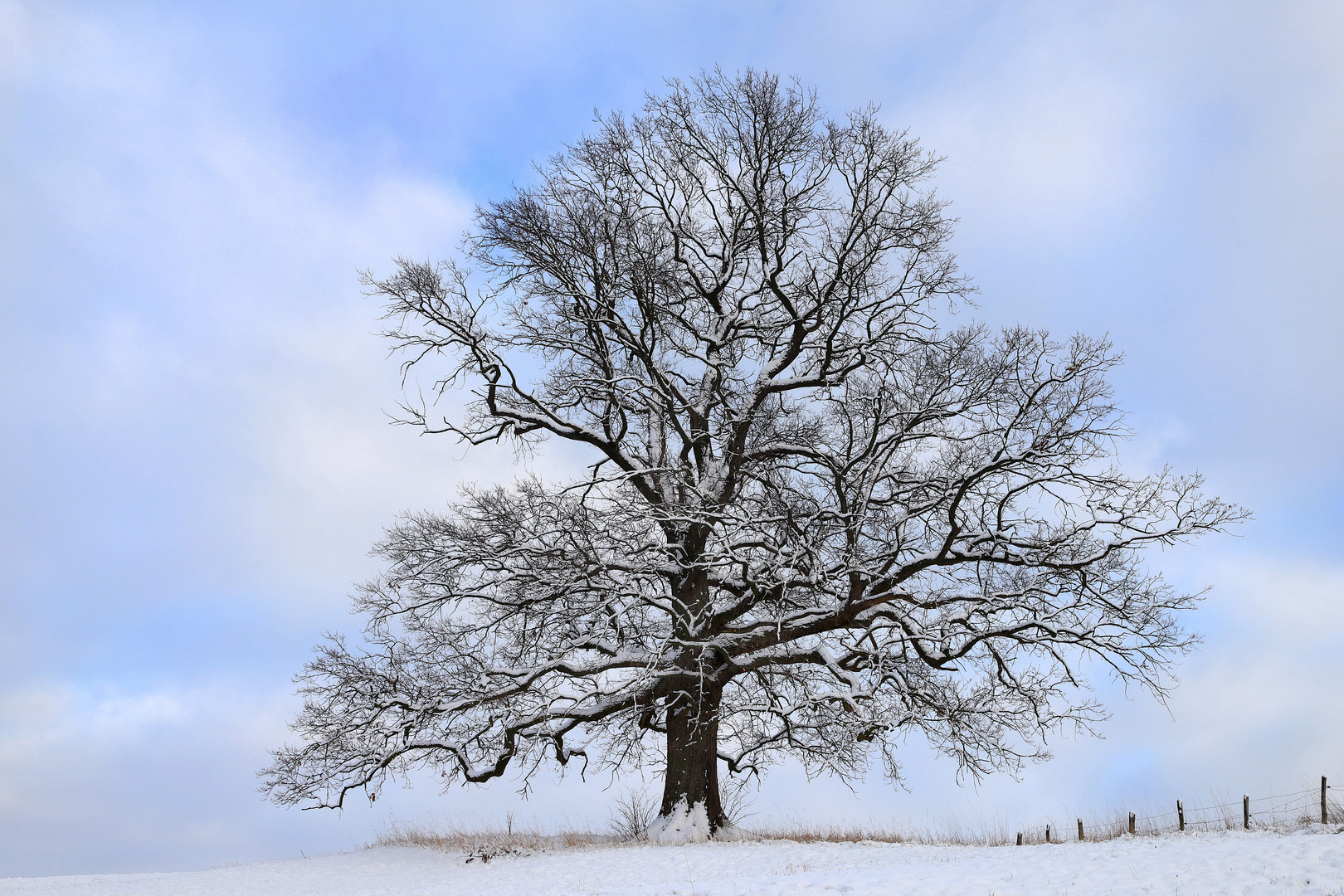 Ein Traum von Baum... 