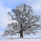 Ein Traum von Baum... 