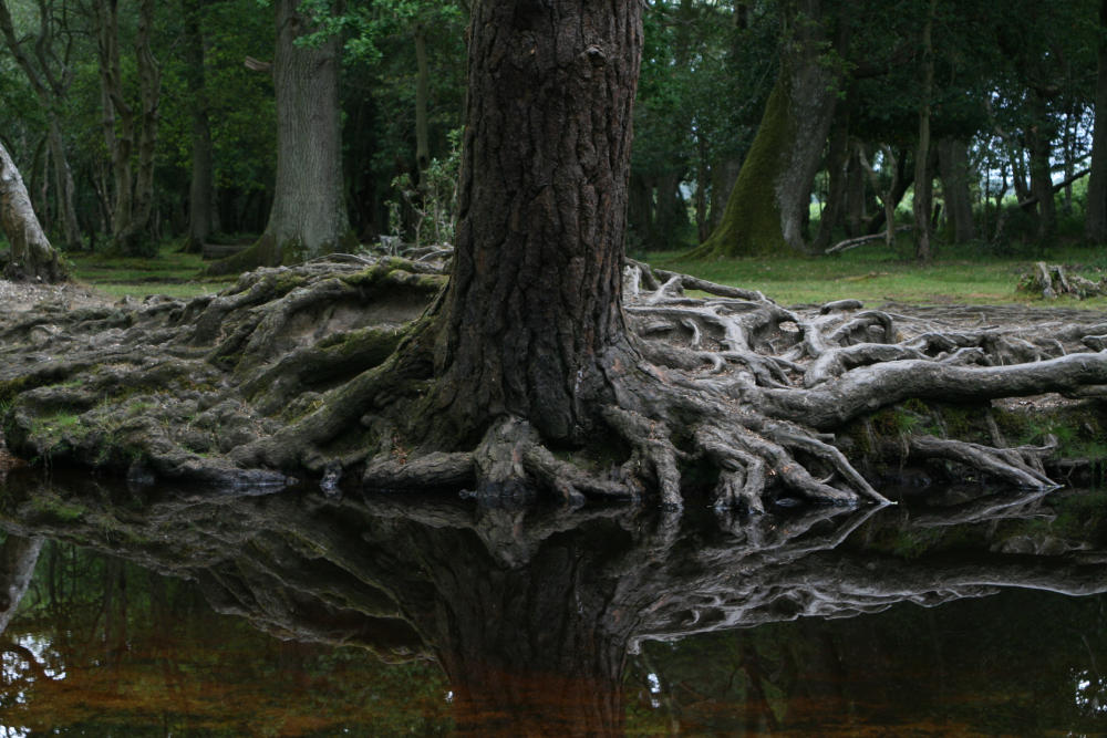 Ein Traum von Baum