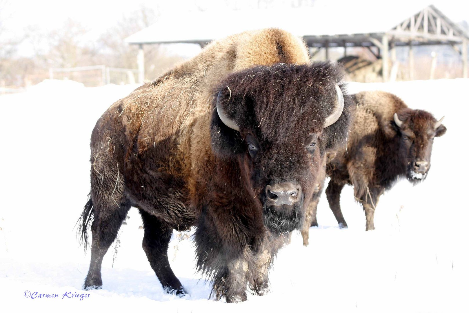 Ein Traum von Bison