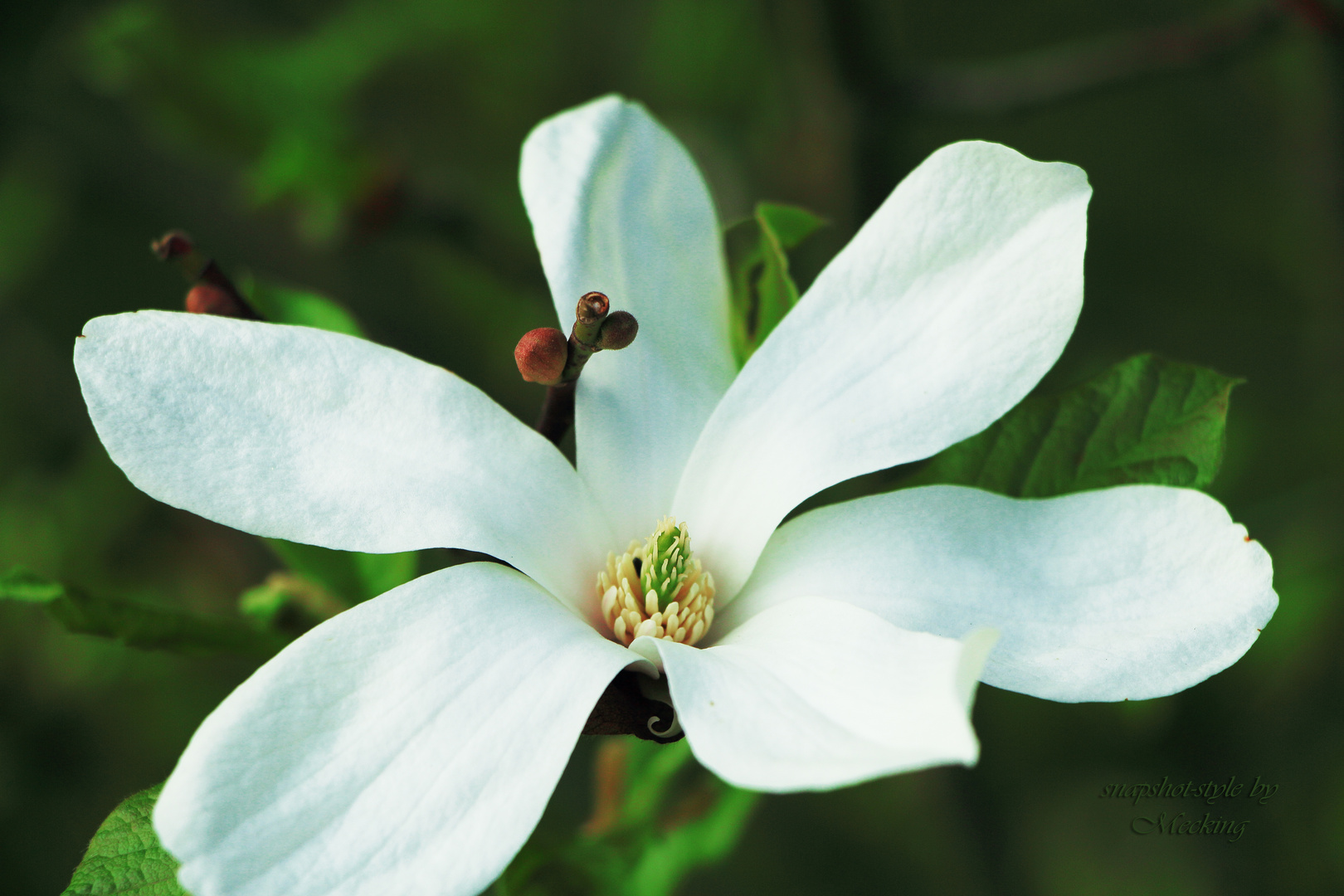 Ein Traum von Blüte