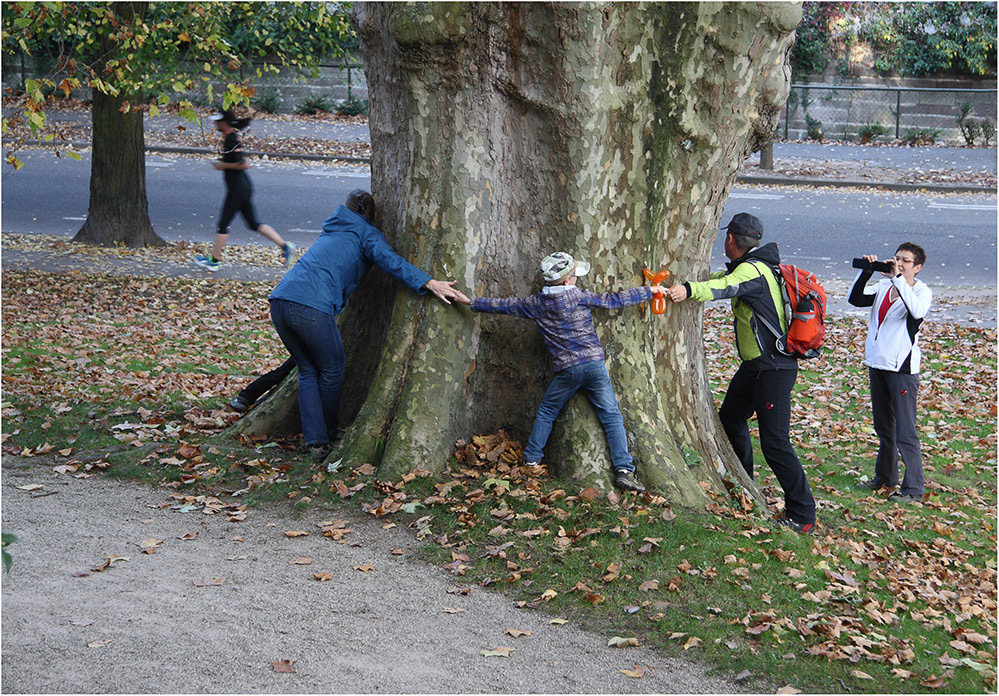 Ein Traum von einem Baum