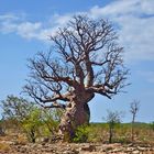 Ein Traum von einem Baum - knorrig und urtümlich - Boab Tree