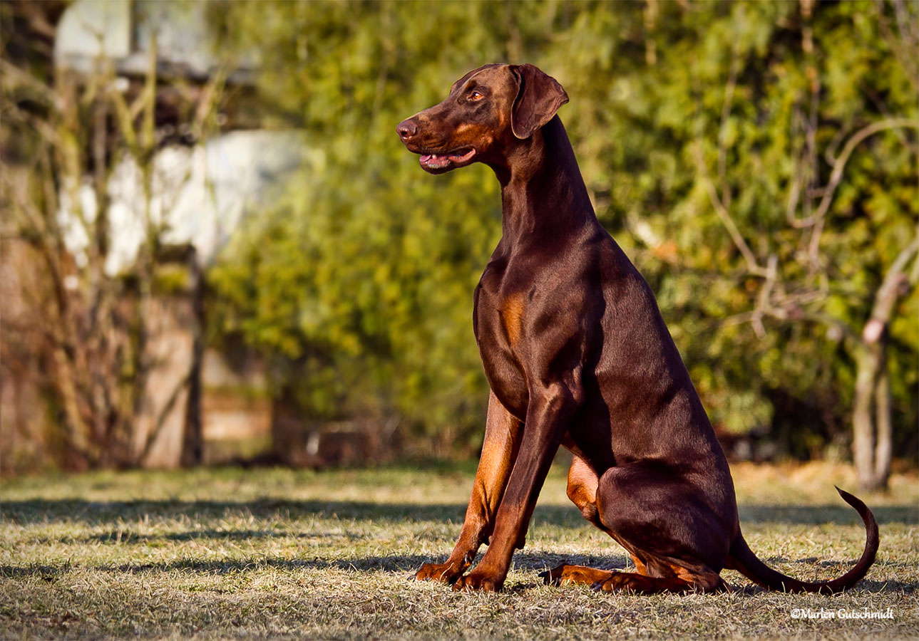 ein Traum von einem Dobermann