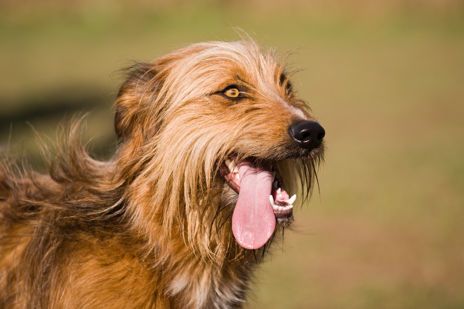 Ein Traum von einem Hund