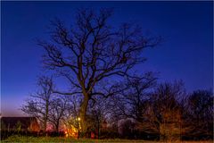 Ein Traum von einen Baum in Athensleben