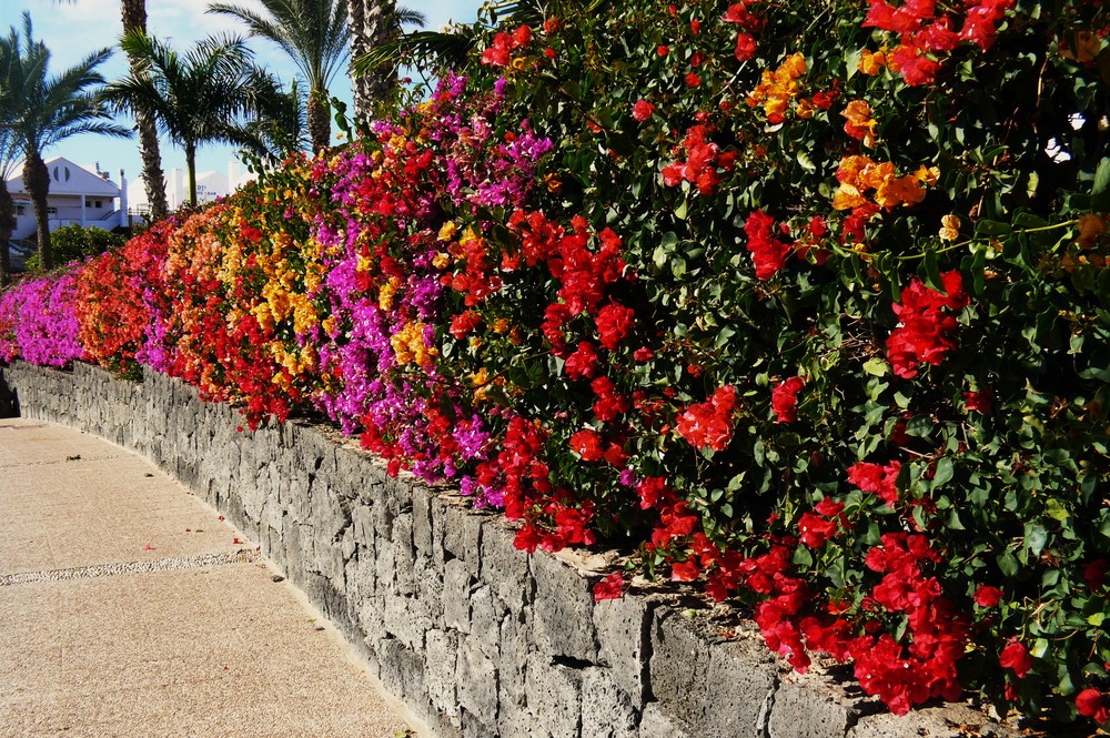 Ein Traum von Hecke / Lanzarote (Playa Blanca)