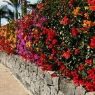 Ein Traum von Hecke / Lanzarote (Playa Blanca)