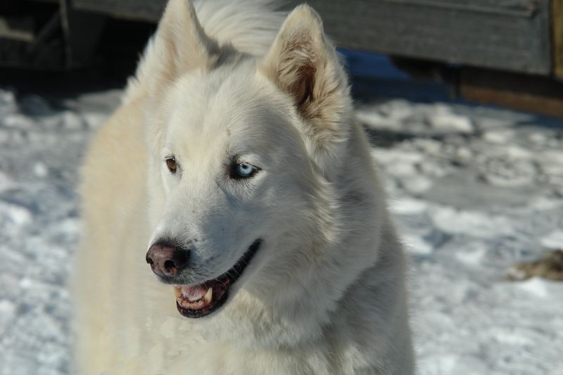 Ein Traum von Hund!