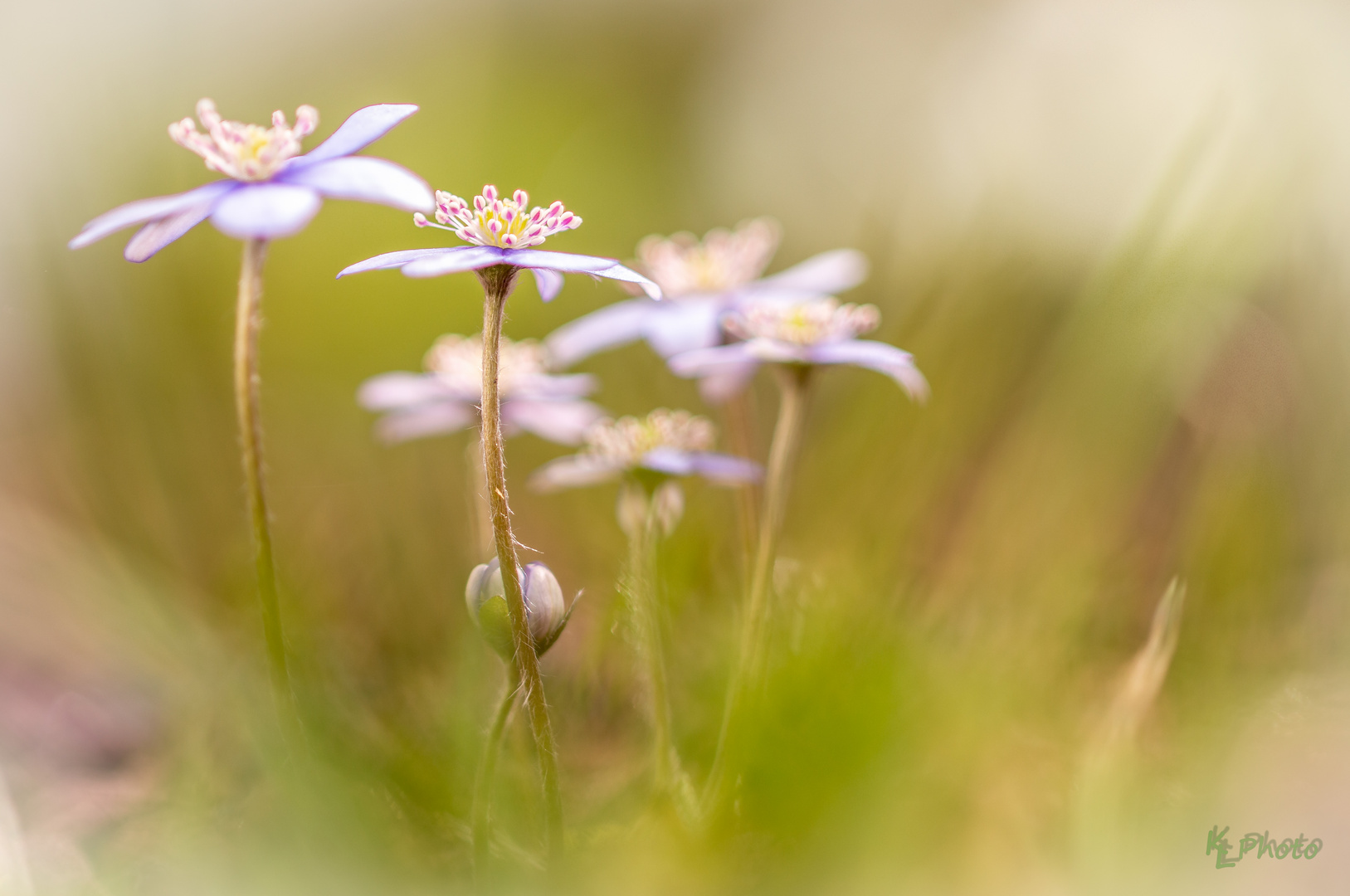 Ein Traum von Leberblümchen!