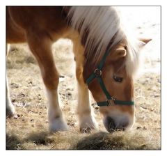 Ein Traum von Pferd!