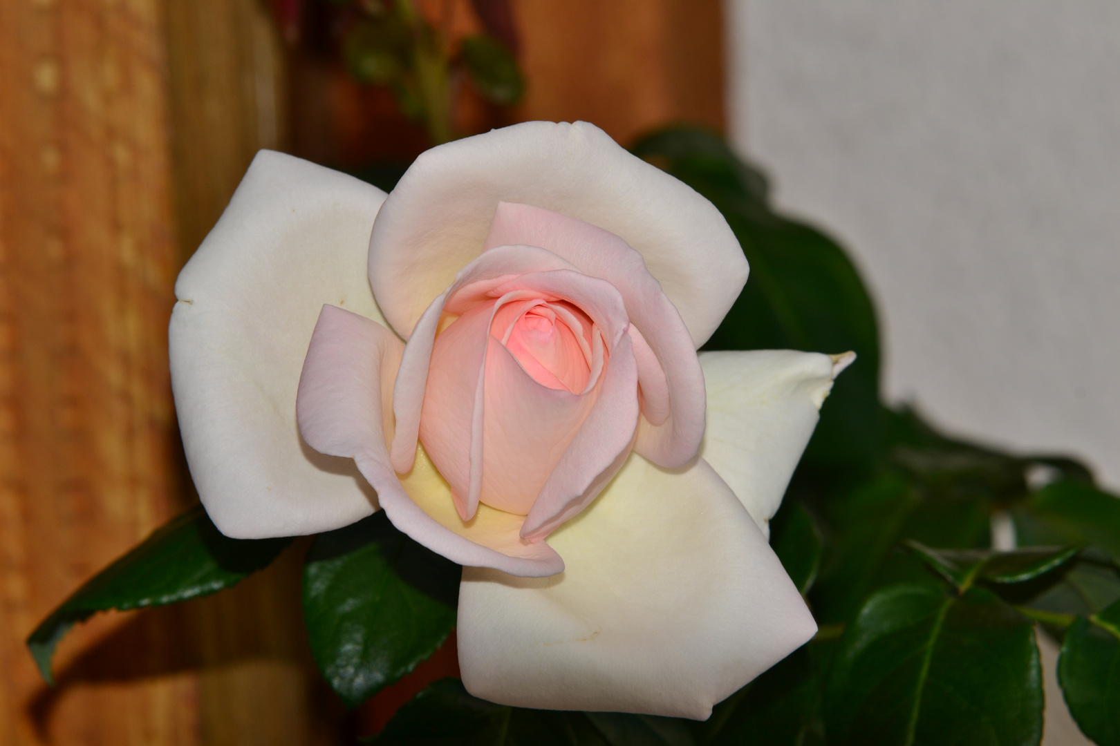 Ein Traum von Rose