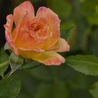 ein Traum von Rose