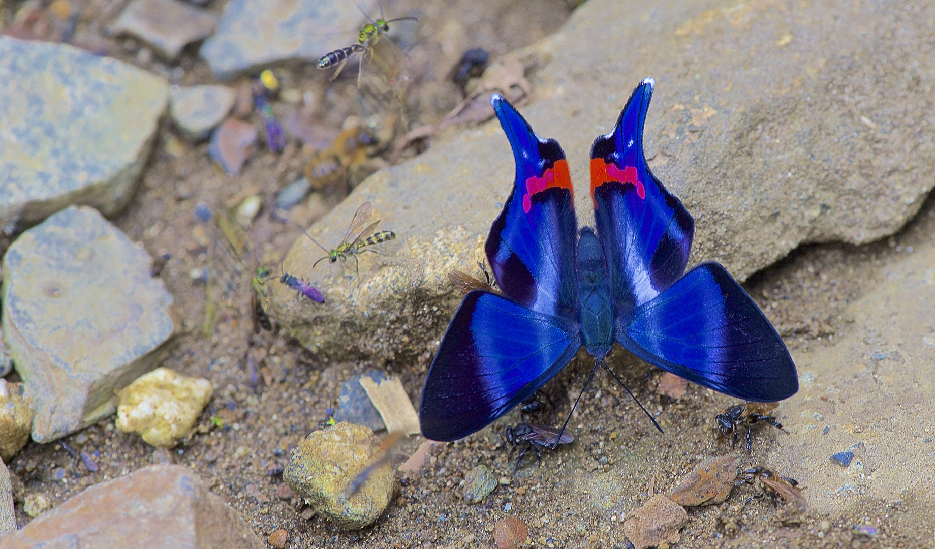 Ein " Traum" von Schmetterling