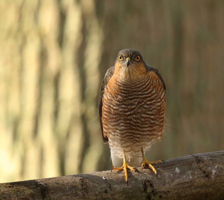 Ein Traum wurde wahr