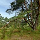 Ein traumhaft schöner Kiefernwald