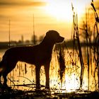 Ein traumhafter Sonnenuntergang am See