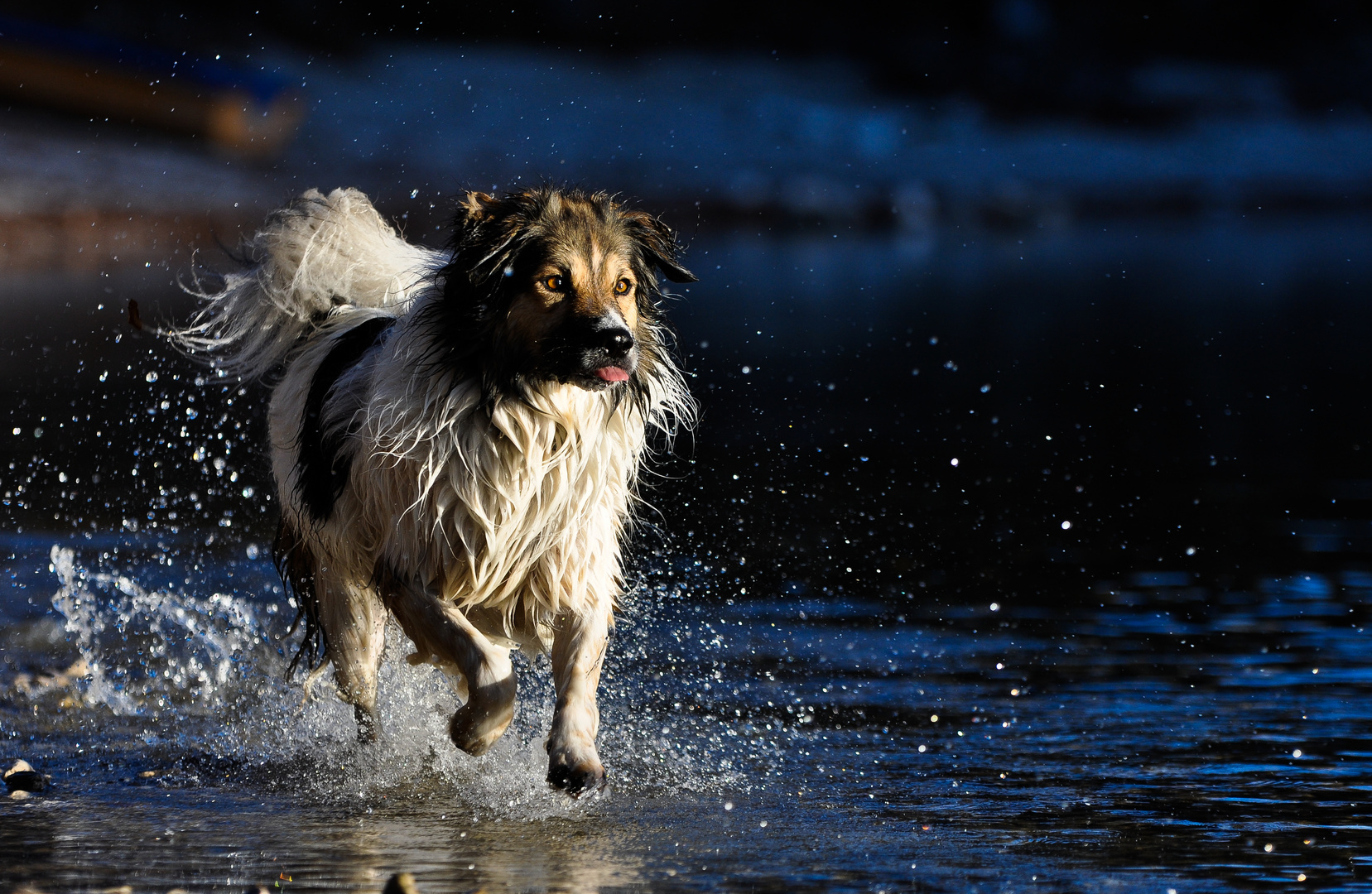 ***Ein Traumhund***