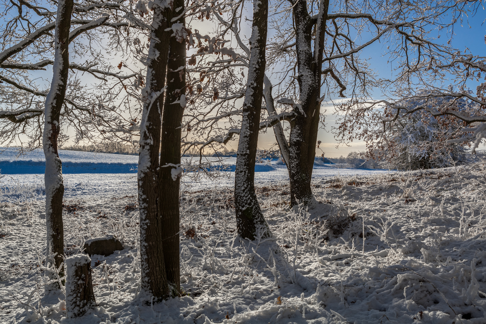 Ein Traumtag in Januar