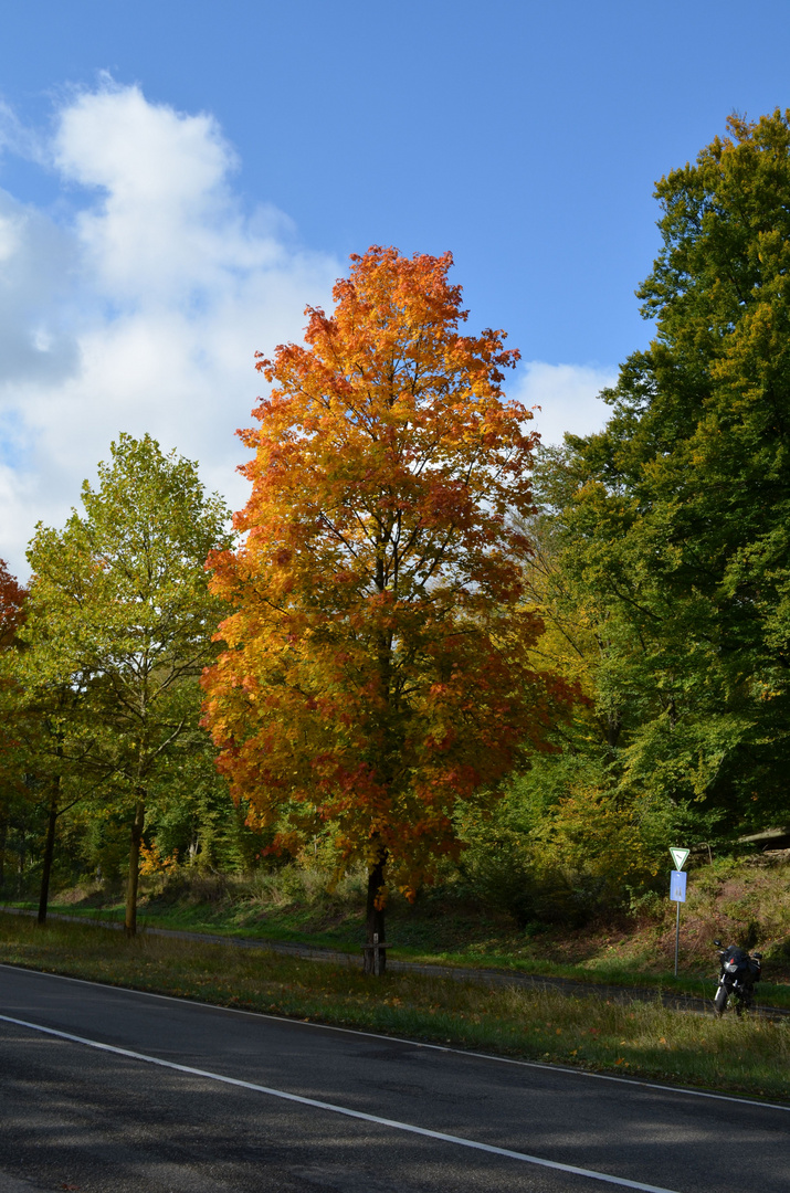 Ein trauriger Herbstbaum