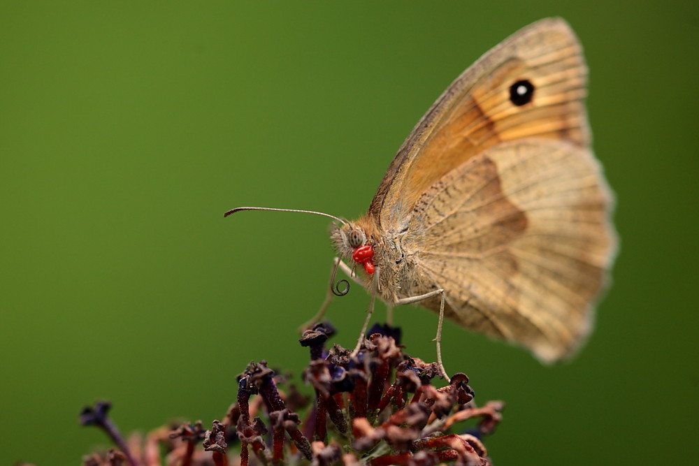 Ein trauriger Schmetterling mit einem (Schmarotzer) ??? !!