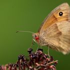 Ein trauriger Schmetterling mit einem (Schmarotzer) ??? !!