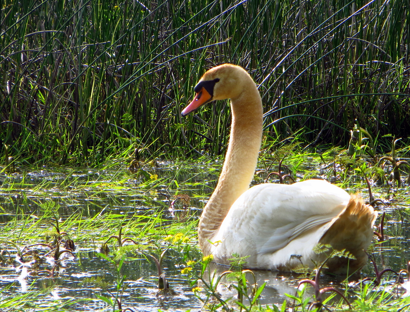 ein trauriger Schwan