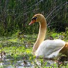 ein trauriger Schwan