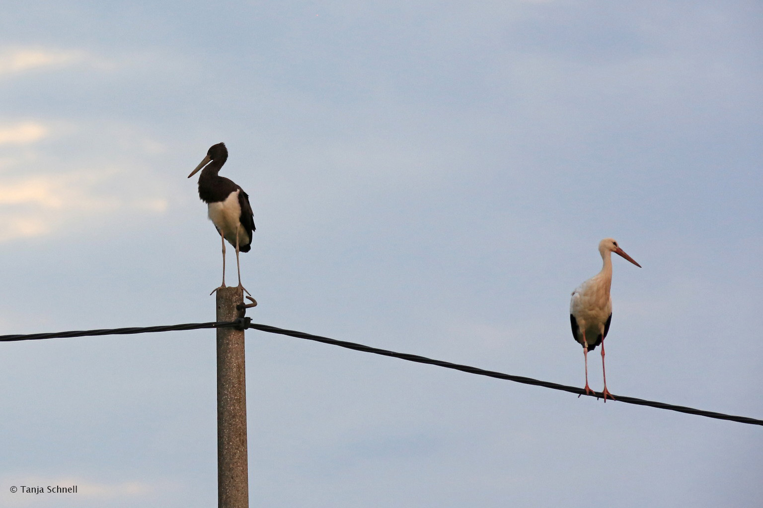 Ein Treffen ganz besonderer Art am späten Abend