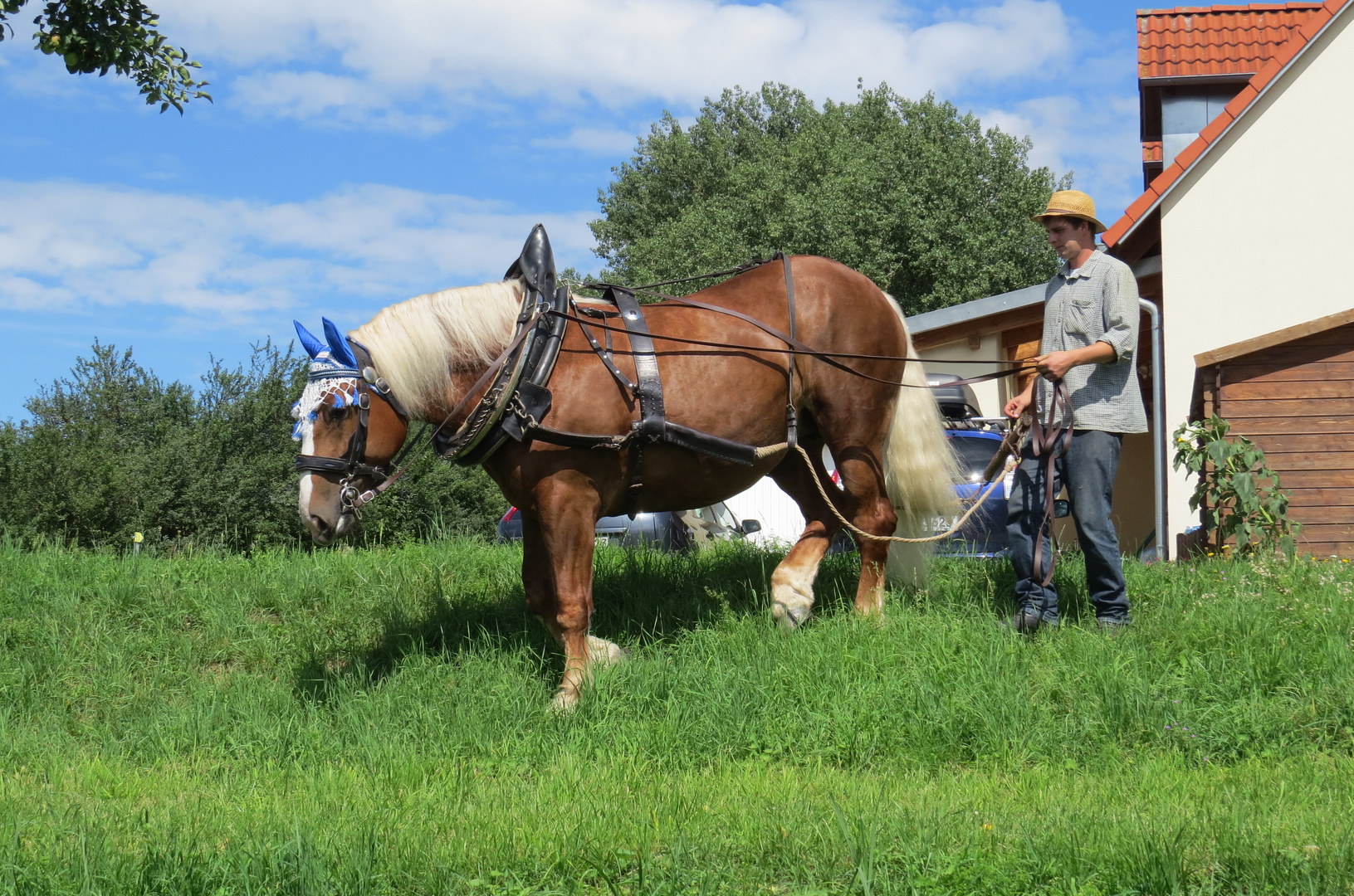 Ein Treidelpferd