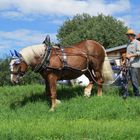 Ein Treidelpferd