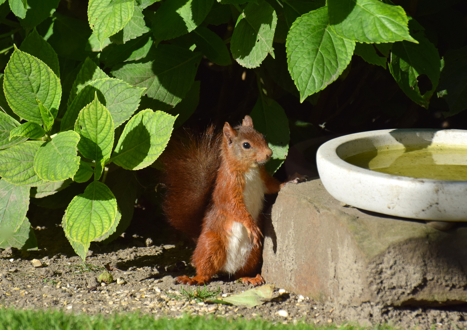 Ein treuer Gast!